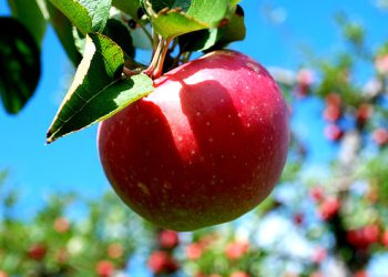 دەیان تایبەتمەندی و سوودی خواردنی سێو بزانە