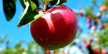 دەیان تایبەتمەندی و سوودی خواردنی سێو بزانە