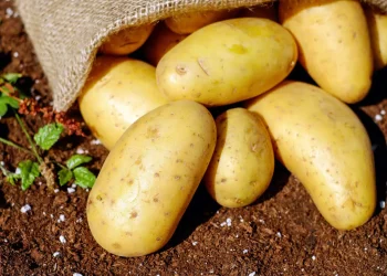 عێراق لە وەبەرهێنانی پەتاتەدا گەیشتووەتە خۆبژێوی