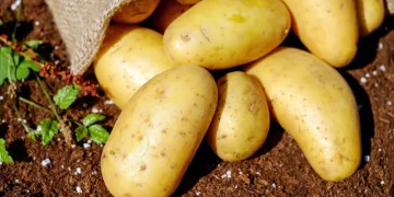 عێراق لە وەبەرهێنانی پەتاتەدا گەیشتووەتە خۆبژێوی