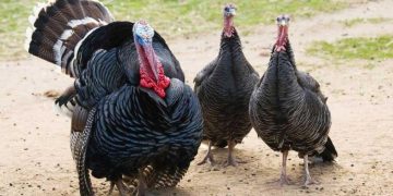 تایبەتمەندییەکانی گۆشتی قەل؛ کێن ئەوانەی نابێت گۆشتی قەل بخۆن؟