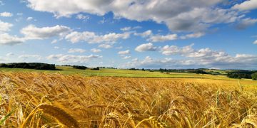 لێکدانەوەی خەو: گەنم