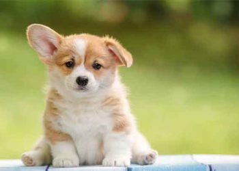 لێکدانەوەی خەو: سەگ