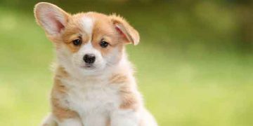 لێکدانەوەی خەو: سەگ