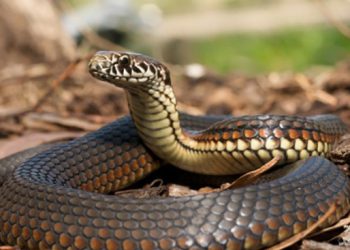 لێکدانەوەی خەو: مار