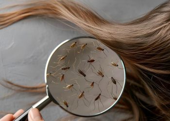 لە گواستنەوەوە تا چارەسەری مێشوولەی سەر