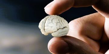 ئەو خۆراکانەی کە یارمەتی تەندرووستی و قەبارەی مێشک دەدەن