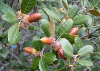 بەڕو؛ هێمای خۆڕاگری لە سرووشت و کەلتوردا