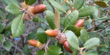 بەڕو؛ هێمای خۆڕاگری لە سرووشت و کەلتوردا