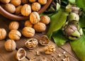 تایبەتمەندییەکانی گوێز بۆ جەستەی مرۆڤ