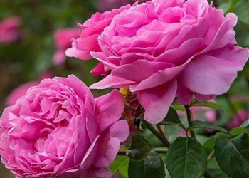 ئایا ئاوی گوڵەباخ بۆ تەندرووستی مرۆڤ بەسوودە؟