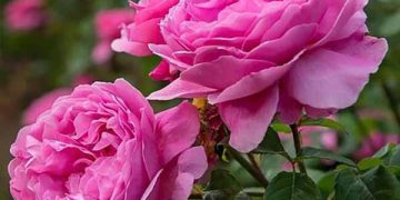 ئایا ئاوی گوڵەباخ بۆ تەندرووستی مرۆڤ بەسوودە؟