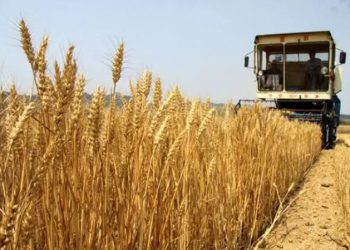 بەرهەمی گەنمی عێراق لە ساڵی ڕابردوودا 6 ملیۆن و 400 هەزار تەن بووە