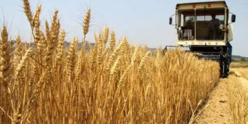 بەرهەمی گەنمی عێراق لە ساڵی ڕابردوودا 6 ملیۆن و 400 هەزار تەن بووە