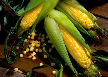 تایبەتمەندی باشی گەنمەشامی چییە؟